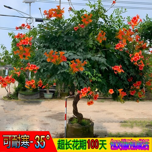耐寒凌霄花苗爬藤植物四季开花卉大苗好养绿植盆栽庭院阳台炮仗花