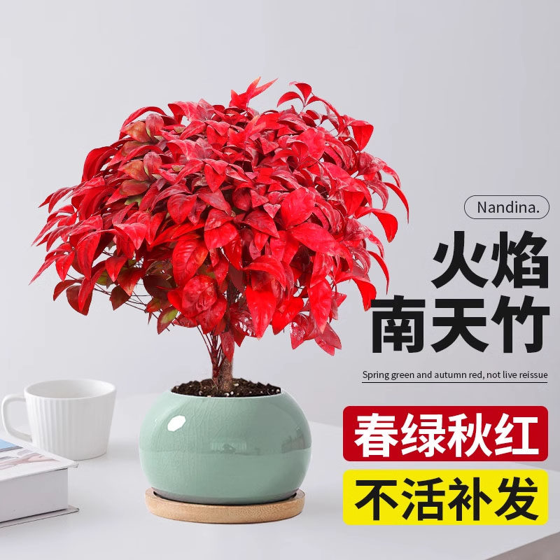 火焰南天竹盆栽红叶小盆景耐寒植物室内桌面好养观叶花卉四季绿植
