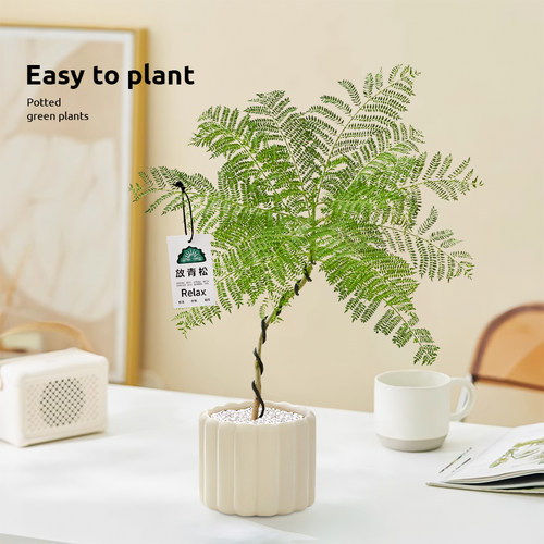 蓝花楹绿植盆栽客厅办公室内桌面植物造型小盆景四季好养净化空气