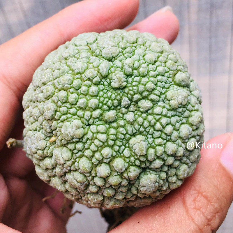 凝蹄玉实生萝藦科多肉植物仙人球圆形四方稀有品种办公室盆栽