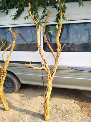 去皮漂白石榴树枯树树杈原木造型枯树白树枝去皮枯枝装饰橱窗陈列