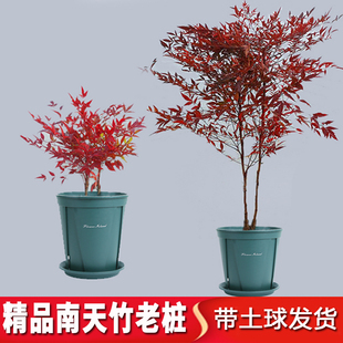 好养 火焰南天竹树苗庭院花卉植物绿化苗木红天竹观叶盆栽耐寒四季