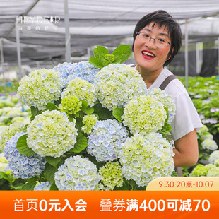 大花绣球花阳台庭院耐阴观花植物盆栽苗 薄荷拇指新品 海蒂 花园