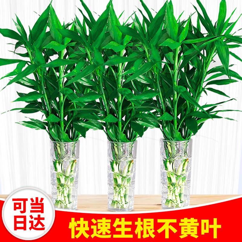 大叶富贵竹观音竹竹子水培水养转运绿植室内植物盆栽办公室客厅