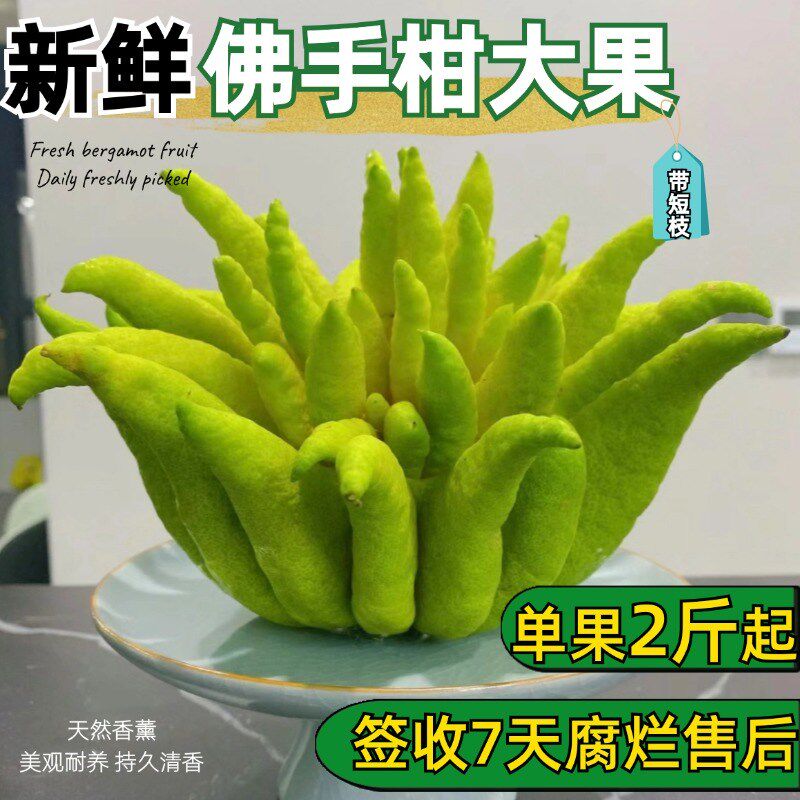 佛手柑大果客厅桌面绿植清供礼佛卧室内盆栽带枝水养观赏香薰