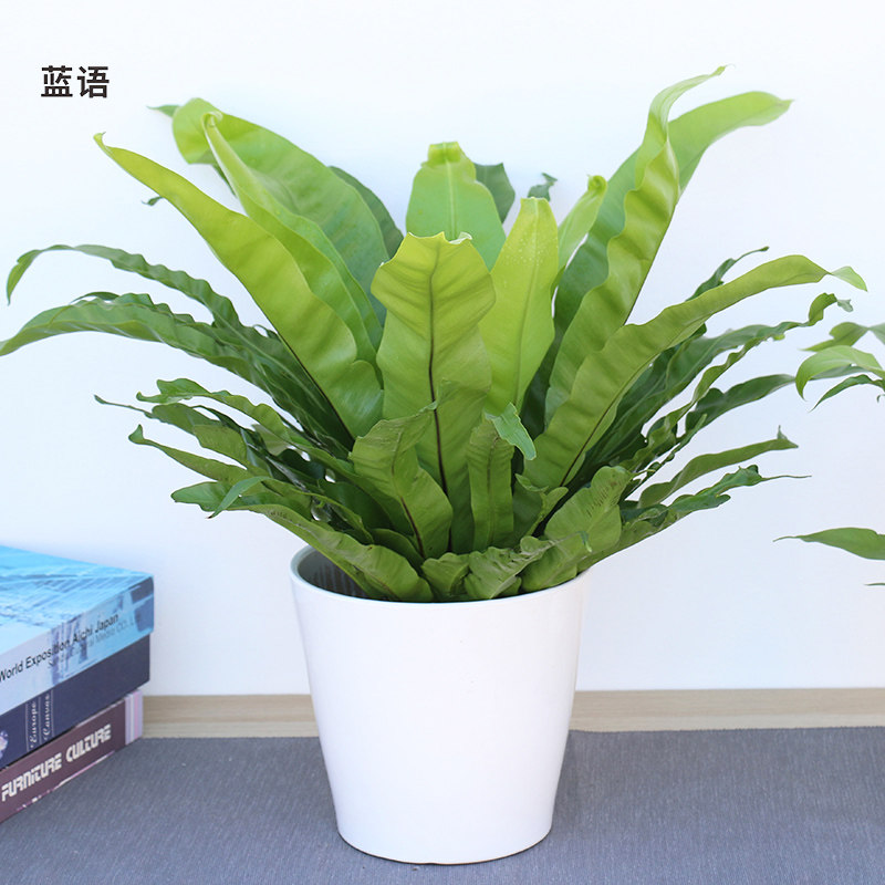 鸟巢蕨盆栽 绿色植物室内耐阴蕨类小绿植花卉净化空气 非常好养