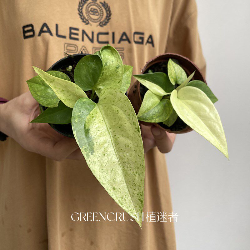 鸟巢花烛锦热植盆栽锦化室内客厅阳台热带植物观叶绿植植迷者