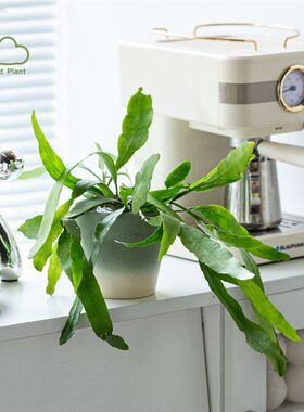 小叶昙花 月下美人 室内阳台桌面植物好养活花卉垂吊趣味绿植盆栽