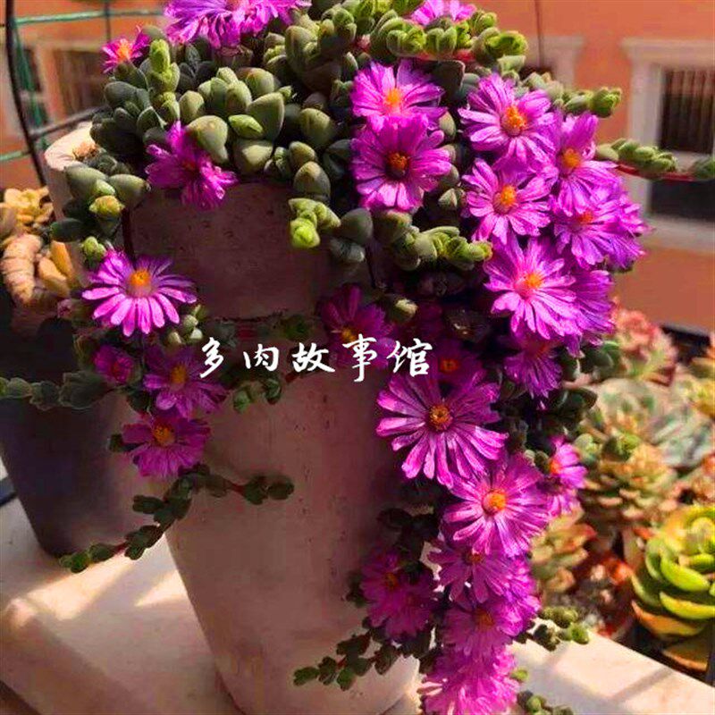 多肉植物 碧玉莲碧鱼莲豪华精品稀有奇趣盆栽花卉庭院窗台阳台