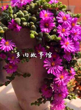 多肉植物 碧玉莲碧鱼莲豪华精品稀有奇趣盆栽花卉庭院窗台阳台