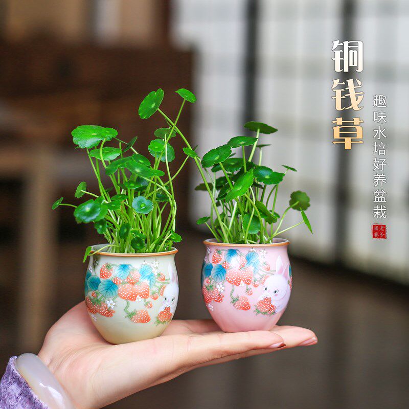 铜钱草水培植物室内花卉盆栽花盆桌面水栽小摆件办公室迷你绿植