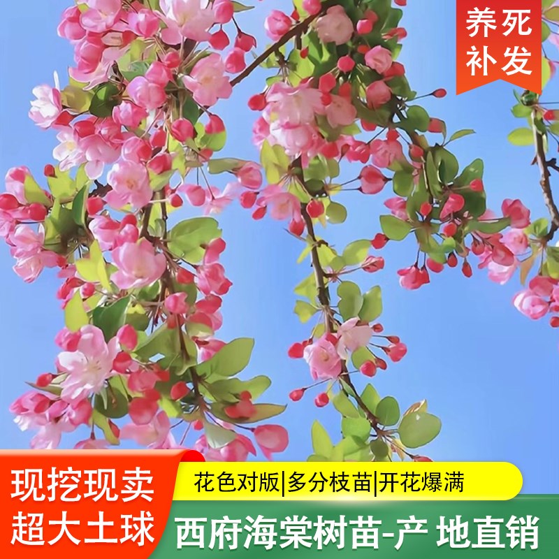 西府海棠树苗海棠树苗垂丝海棠树苗室外庭院风景树地栽植物四季