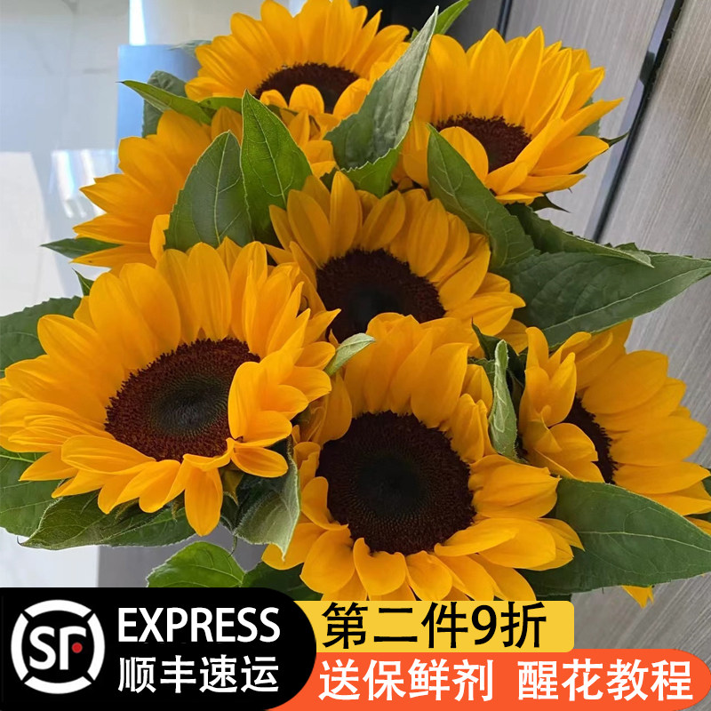 向日葵鲜切花毕业真花插花单支云南基地速递同城批直发水培养花束