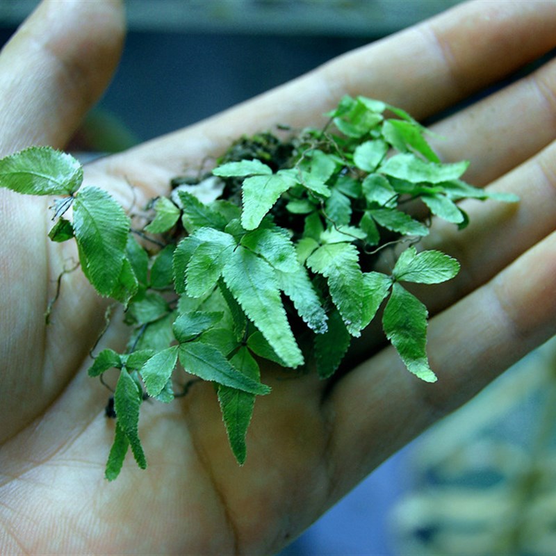 小型迷你原生蕨i类微景观植物盆栽生态南美缸热带雨林植物造景素