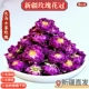 新疆和田沙漠玫瑰花茶正宗重瓣玫瑰花冠泡水泡茶养生茶干花雪山花