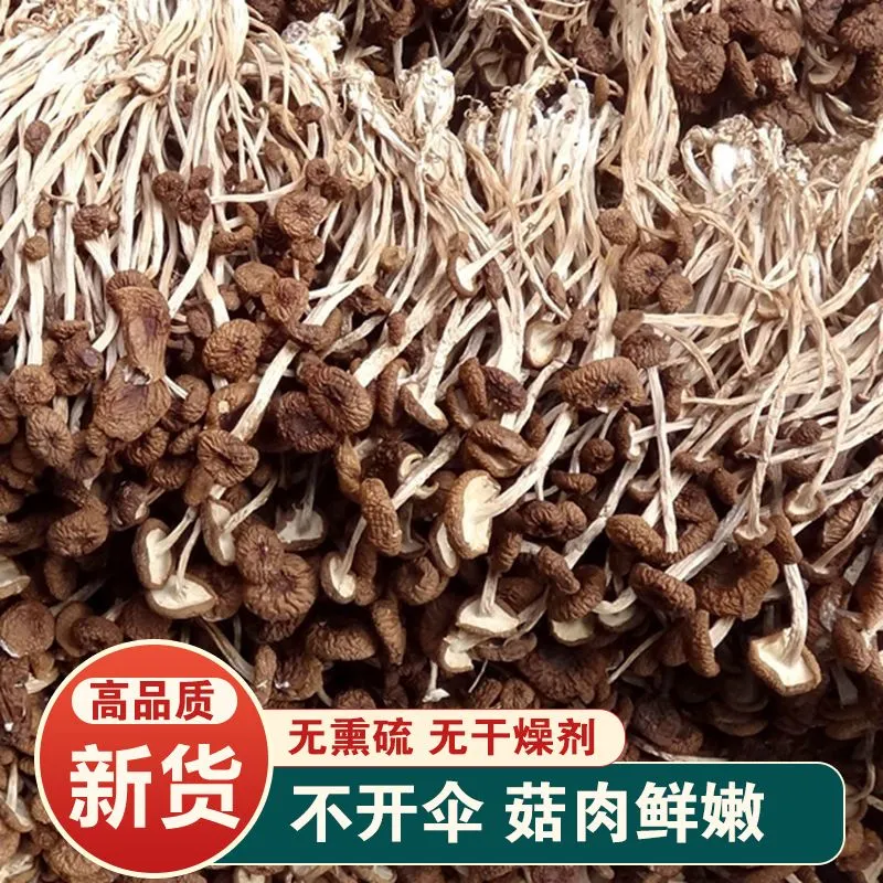 新货茶树菇干货剪根特产级农家不开伞蘑菇菌菇批发煲汤食材500g