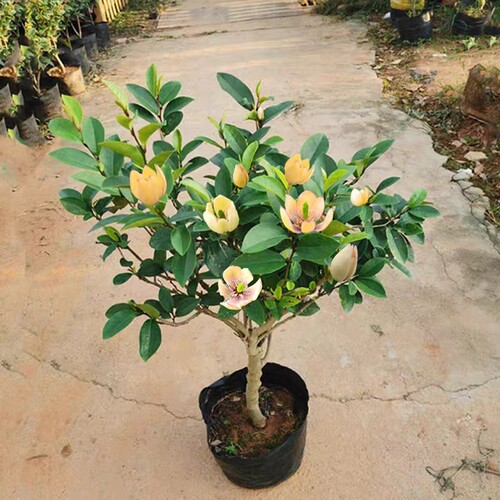 含笑花盆栽树苗庭院阳台四季浓香型带花苞室内花卉观花植物易活