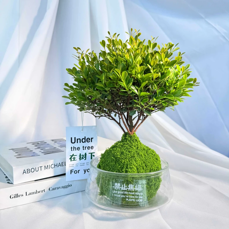 小叶赤楠水培植物盆景客厅懒人花卉绿植室外好养耐活盆栽办公室内