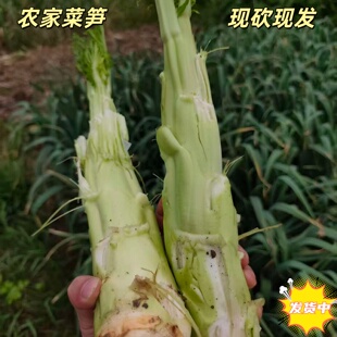 农家菜笋芥菜笋露天种植自然生长新鲜现砍现发健康口感好清炒炖汤