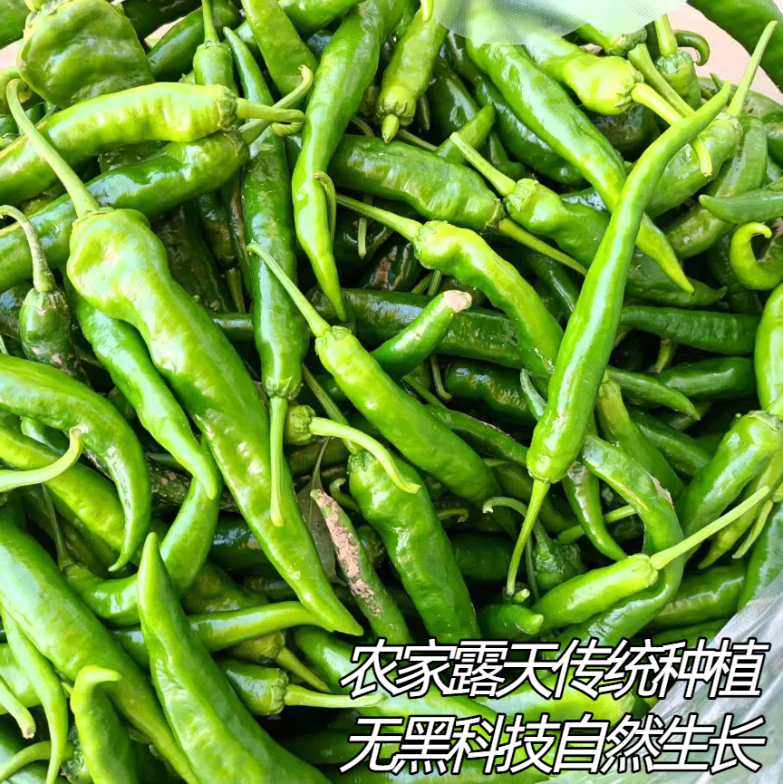 中辣虎皮椒早脆辣椒农家菜园露天传统种植无黑科技口感好当季新鲜