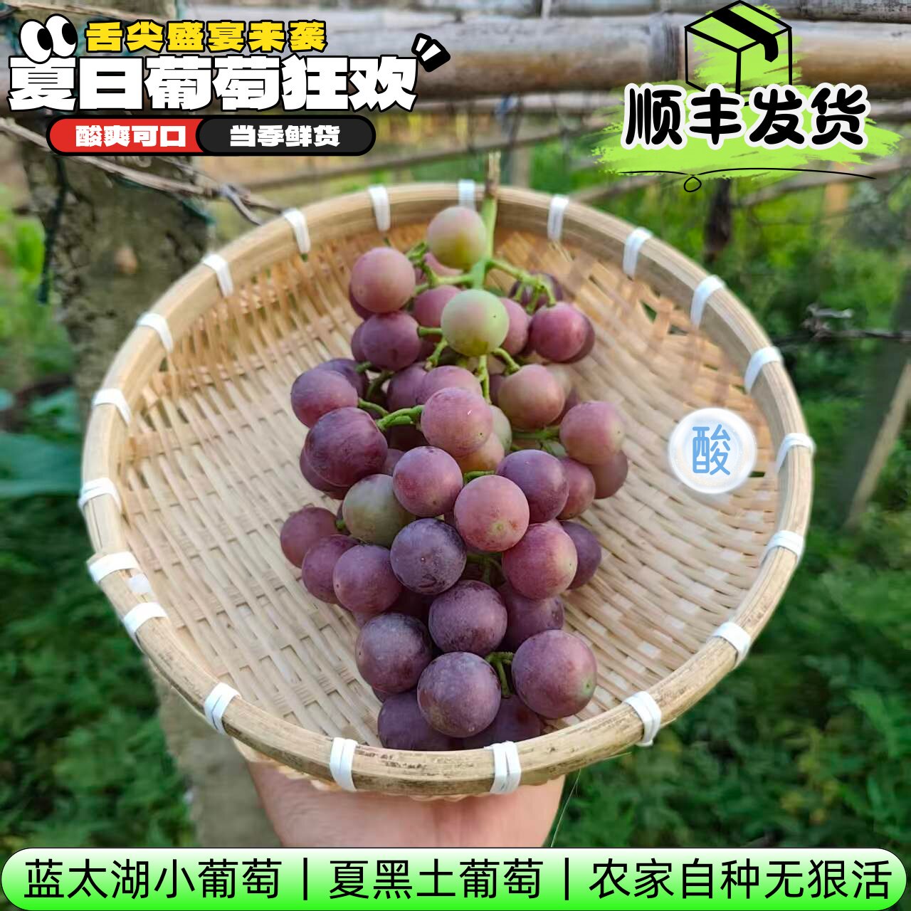 老式农家土葡萄蓝太湖小葡萄酸甜可口传统种植无狠活孕妇水果新鲜