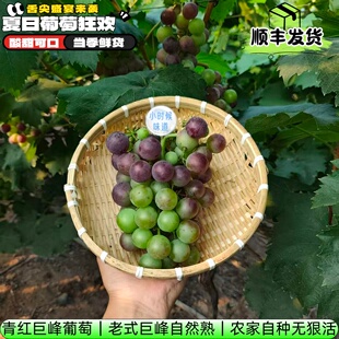 农家老品种土葡萄老式巨峰有籽葡萄无狠活健康酸甜孕妇新鲜水果