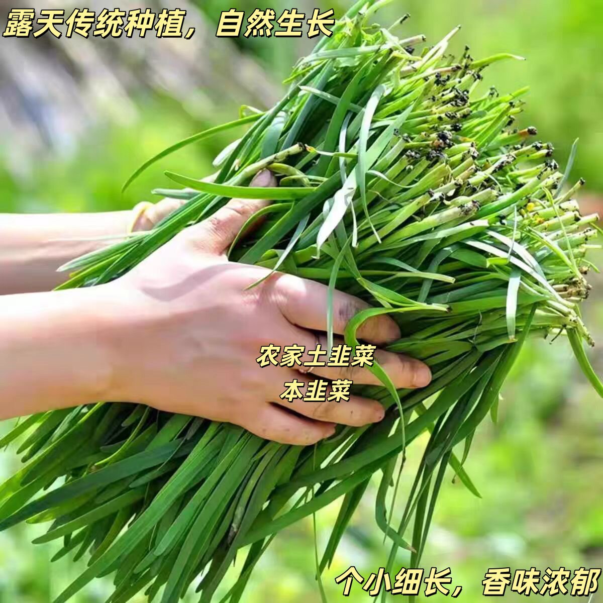 本韭菜农家土韭菜农村菜园露天种植香味浓郁健康新鲜现割现发
