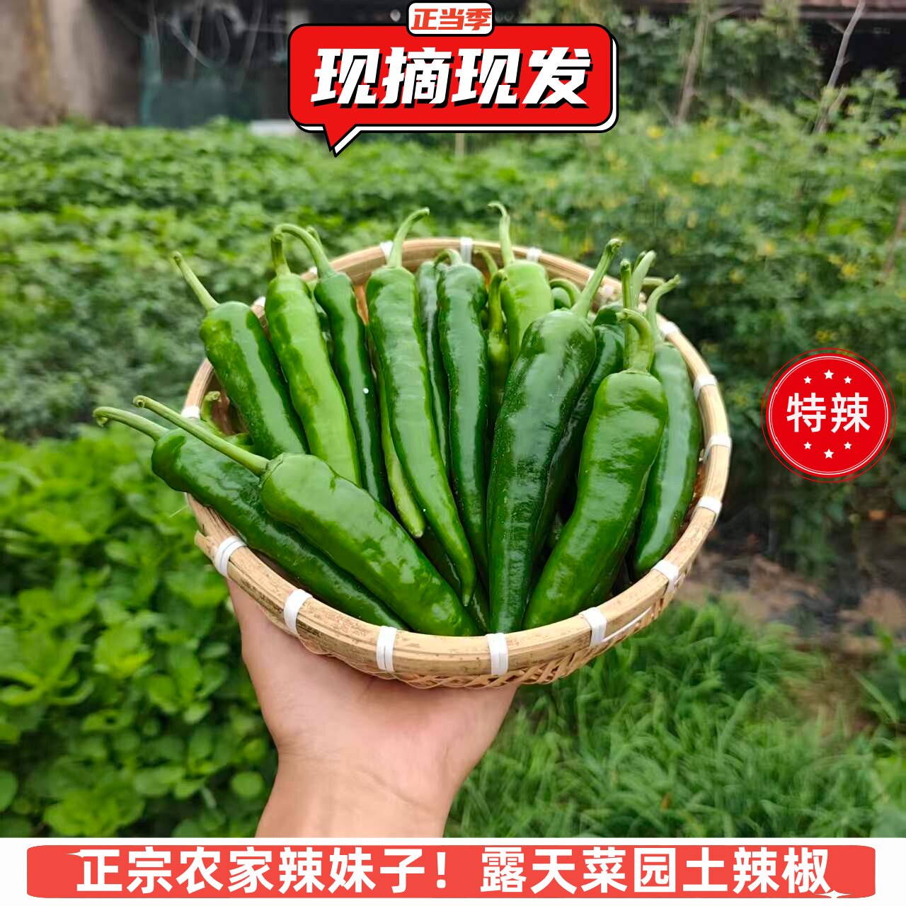 正宗农家露天辣妹子特辣土辣椒小尖椒薄皮青椒自然熟无狠活现摘
