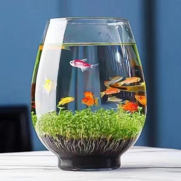 水仙花种球套装水培植物四季水养