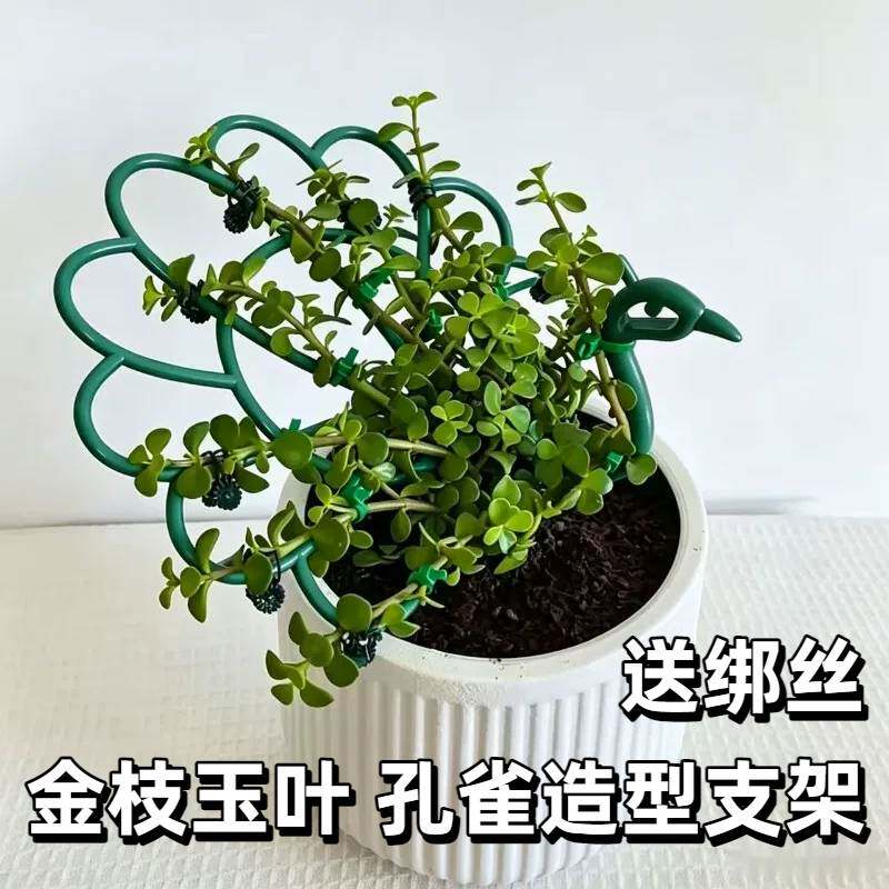 金枝玉叶孔雀造型支架室内花架太阳花造型单层固定支撑架花卉支架