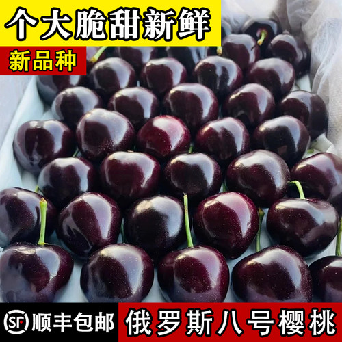 大连俄8号特大樱桃新鲜