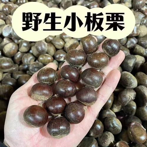 野生当季新鲜正宗老树小毛栗小油板栗小板栗生毛栗现摘现发
