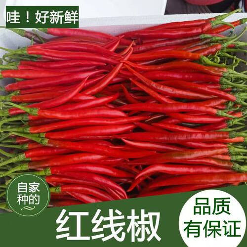 新鲜红线椒红二荆条红海椒红青椒细长辣椒长条红辣椒做剁椒辣酱
