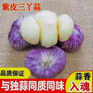 2026年紫皮三丫蒜新货现挖鲜蒜大蒜批发红皮蒜三瓣蒜 现挖鲜蒜