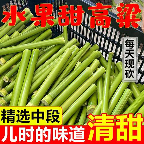 新鲜南通甜杆小甘蔗甜芦粟5斤芦稷甜高粱杆孕妇水果青皮老式甜杆