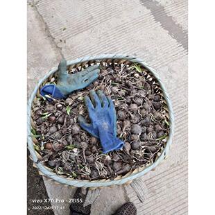 贵州野生石蒜中药材老鸦蒜根球幽灵彼岸花现挖新鲜石蒜特石蒜野生