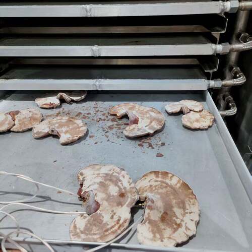 灵芝燕窝桑叶材锁鲜真空食品冻干机果蔬干燥机鱼胶保鲜设备厂