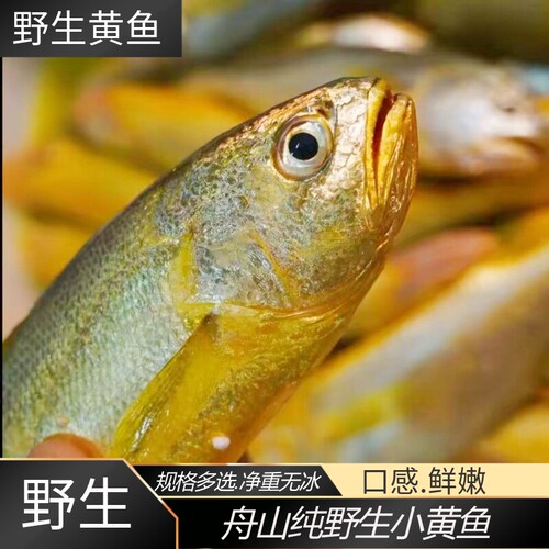 正宗纯野生小黄鱼深海黄花鱼