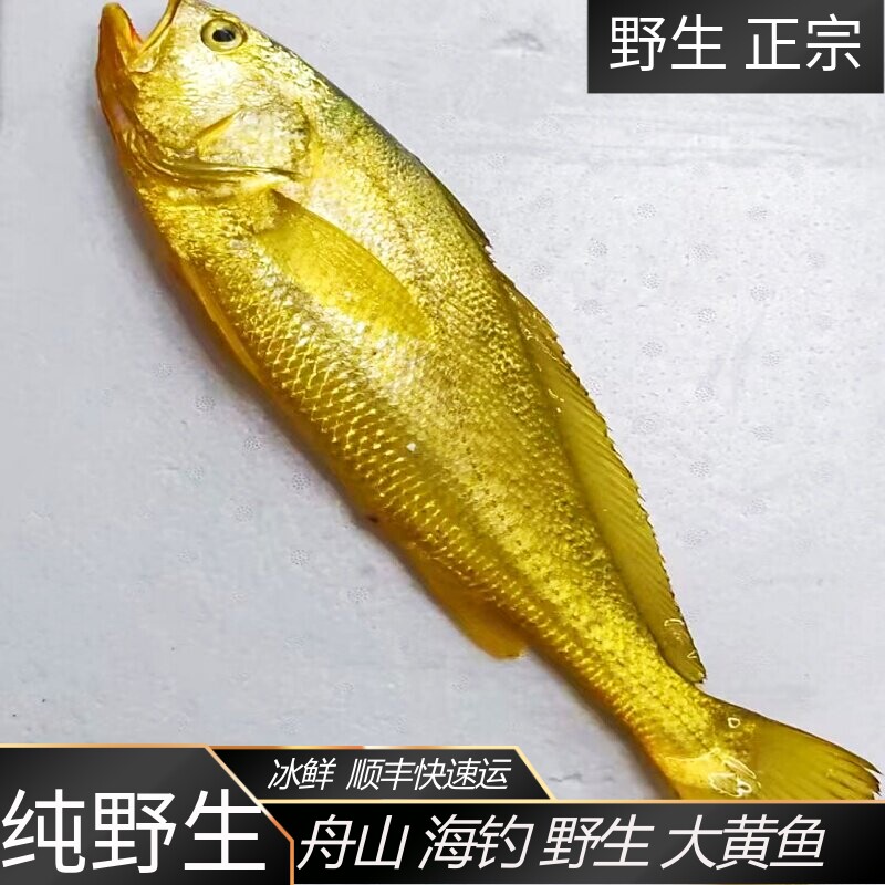 野生大黄鱼 黄花鱼 冰鲜黄鱼 海钓大黄鱼 舟山海鲜