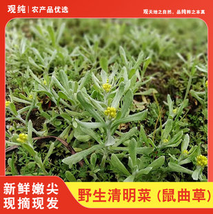 鼠曲草新鲜现摘清明菜清明草四川农家野生青明菜青团粑粑原材料