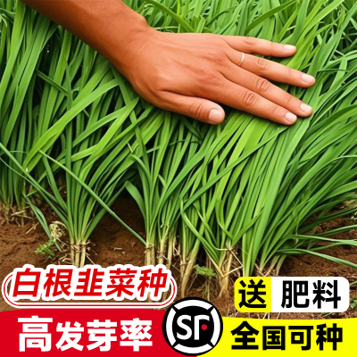 791韭菜种籽大田861不枯苗