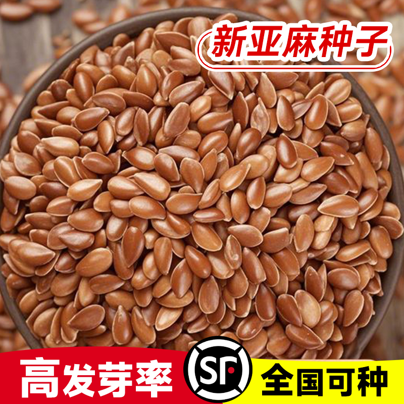 多年生兰花亚麻籽药材种户