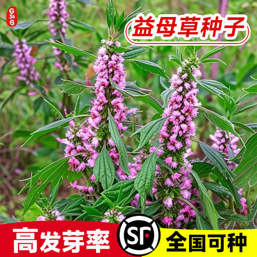 益母草种子药材新艾野生茺