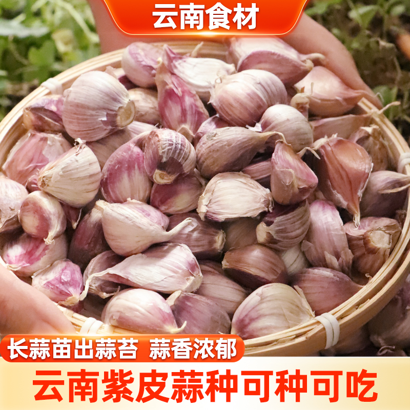 滇鲜生农家土蒜头紫皮大蒜