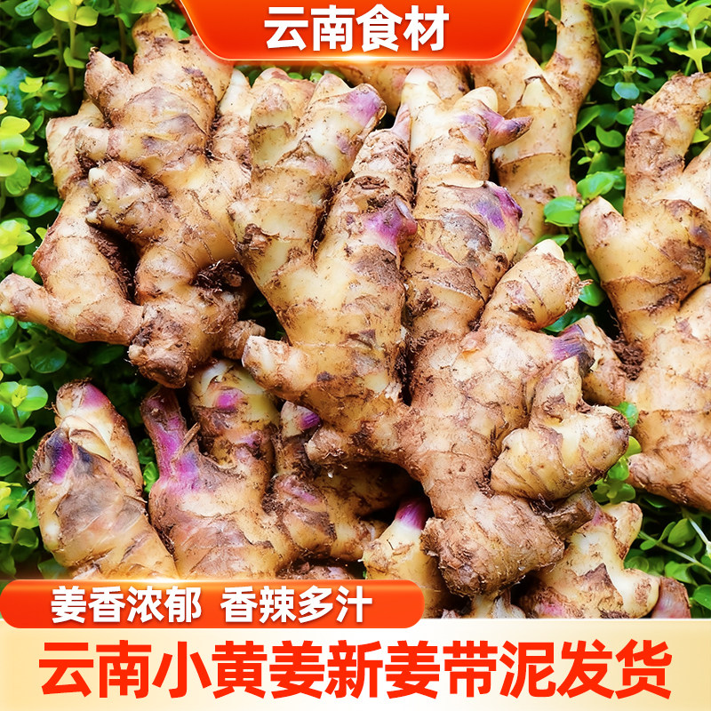 滇鲜生云南新鲜食材新姜农家自种原产地直发生姜农家当季新姜