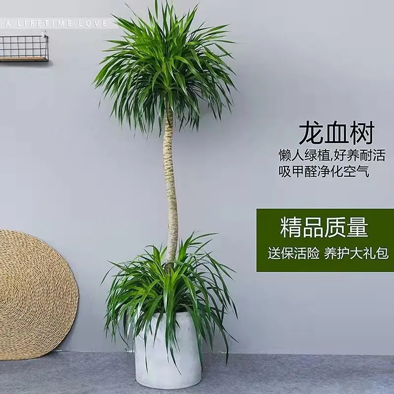 网红龙血树老桩多头树室内办公室客厅吸甲醛 大棵龙须树