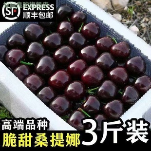 【顺丰】2025车厘子桑提娜大樱桃水果新鲜礼盒应季孕妇脆甜