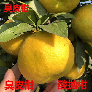 湖北湖南酸抛柑臭皮柑抛柑孕妇黄皮水果苦酸泡柑酸柑子