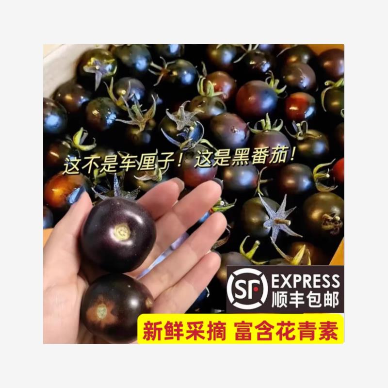顺丰山东寿光现摘黑珍珠小番茄即食黑玫瑰圣女果花青素水果