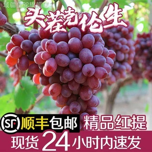 应季克伦生无籽红提整箱包邮现摘5斤脆甜鲜葡萄孕妇水果凉山礼盒